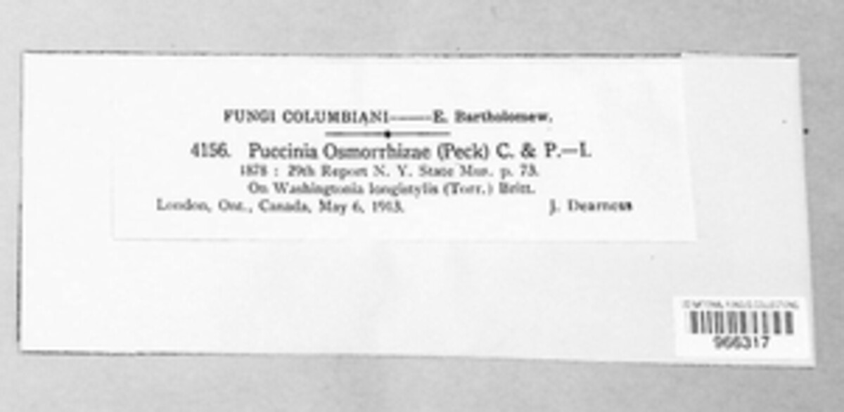 Puccinia osmorrhizae image